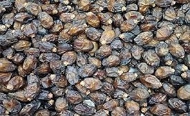 تصویر 2 از خرید و قیمت خرمای زاهدی جهرم + فروش عمده